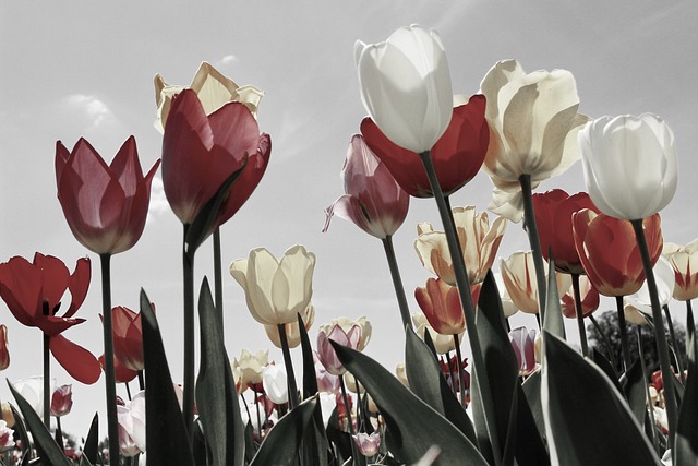 Tulipánová krize: Tulipán za statek?